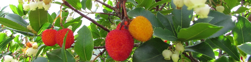 Frutos de Medronho